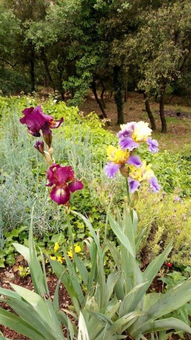 Les Jardins D'isa Tourves