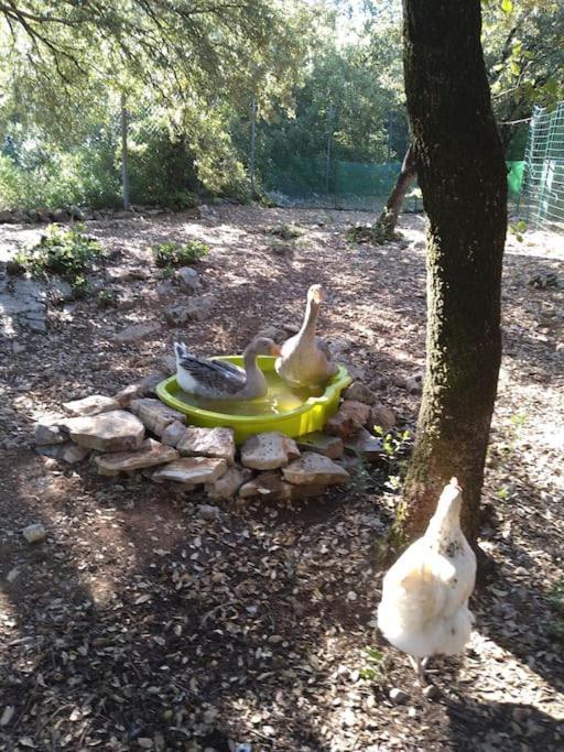 Les Jardins D'isa Tourves